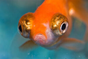 Мир глазами аквариумной рыбки