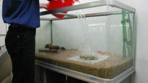 Вода для аквариума в домашних условиях